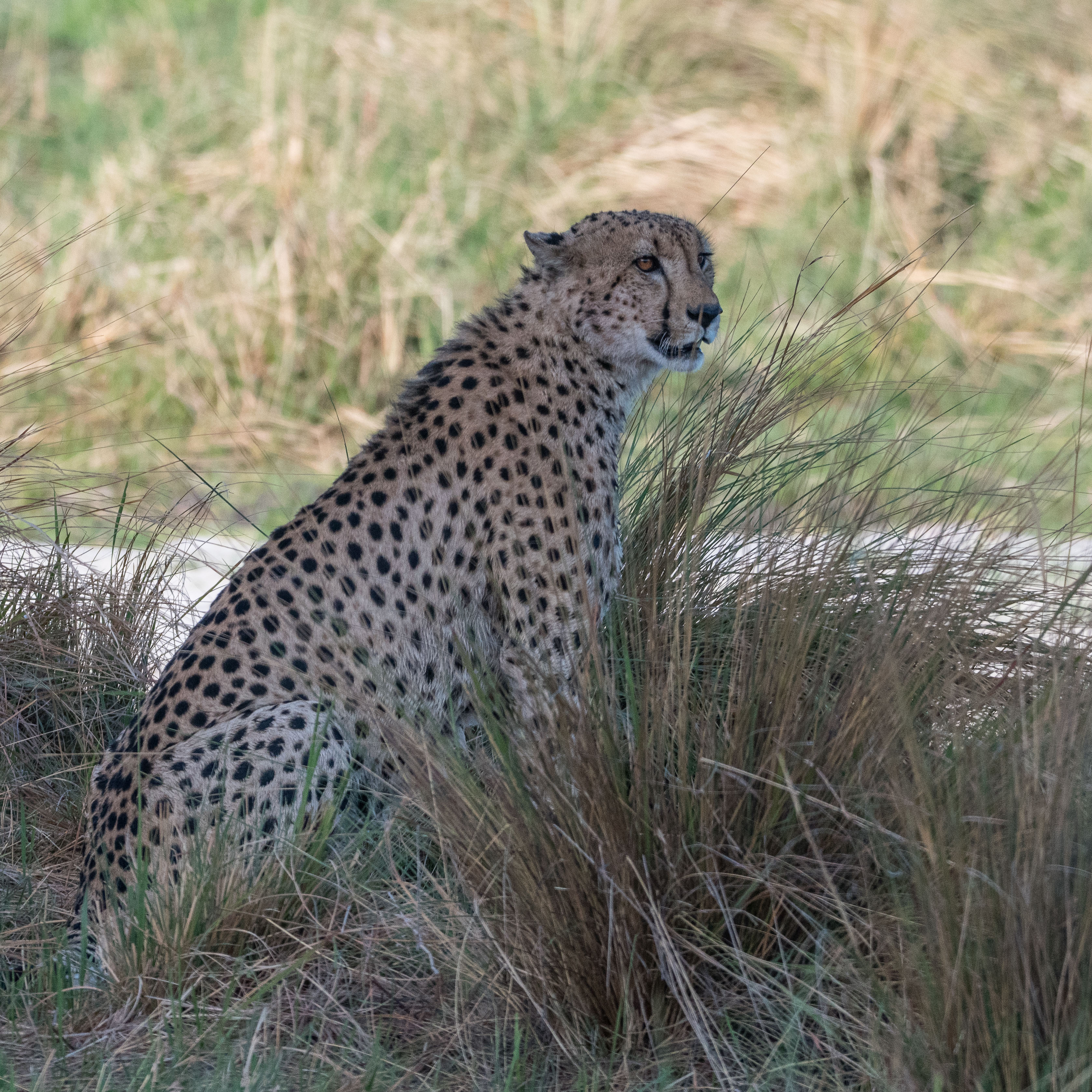 Guépard (Cheetah, Acinonyx jubatus), mâle assis le long d'un chenal du delta de l'Okavango, Réserve de Kwando , Botswana.